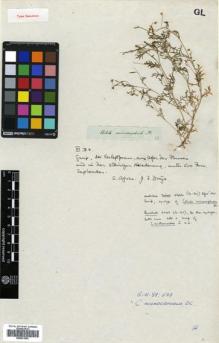 Type specimen at Edinburgh (E). Drège, Jean: . Barcode: E00631963.
