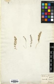 Type specimen at Edinburgh (E). Gillies, John: . Barcode: E00631964.