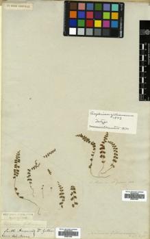 Type specimen at Edinburgh (E). Gillies, John: . Barcode: E00631965.