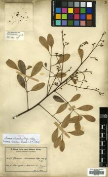 Type specimen at Edinburgh (E). Baum, Hugo: 674. Barcode: E00631967.