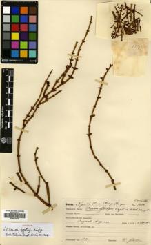 Type specimen at Edinburgh (E). Goetze, W: 1273. Barcode: E00631978.