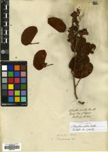 Type specimen at Edinburgh (E). Hartweg, Karl: 962. Barcode: E00631979.