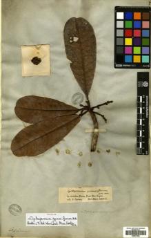 Type specimen at Edinburgh (E). Spruce, Richard: . Barcode: E00631982.