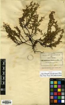 Type specimen at Edinburgh (E). Pringle, Cyrus: 1187. Barcode: E00631984.