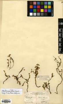 Type specimen at Edinburgh (E). Parry, Charles; Palmer, Edward: 30. Barcode: E00631985.