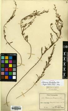 Type specimen at Edinburgh (E). Fuertes, Miguel: 1919. Barcode: E00631988.