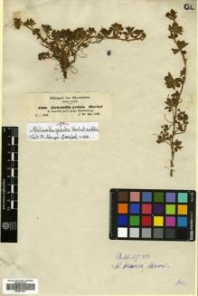 Type specimen at Edinburgh (E). Schimper, Georg: 1166. Barcode: E00631991.
