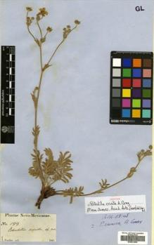Type specimen at Edinburgh (E). Fendler, August: 199. Barcode: E00631994.