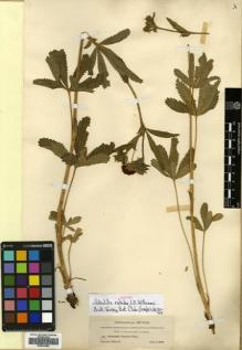 Type specimen at Edinburgh (E). Townsend, Charles; Barber, Charles: 49. Barcode: E00631995.
