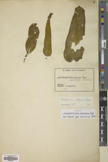 Type specimen at Edinburgh (E). Zenker, Georg: 1381. Barcode: E00632283.