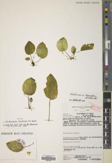 Type specimen at Edinburgh (E). Letouzey, R.: 13873. Barcode: E00632294.
