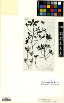 Type specimen at Edinburgh (E). Ekman, E.: 8741. Barcode: E00632966.