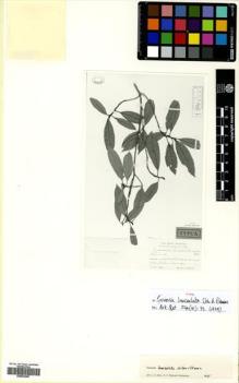 Type specimen at Edinburgh (E). Ekman, E.: 7861. Barcode: E00632967.