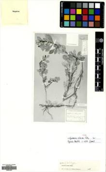 Type specimen at Edinburgh (E). Sintenis, Paul: 6590. Barcode: E00632982.