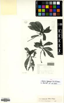 Type specimen at Edinburgh (E). Ekman, E.: 4382. Barcode: E00632993.