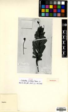 Type specimen at Edinburgh (E). de Linden, J.: 1702. Barcode: E00633004.