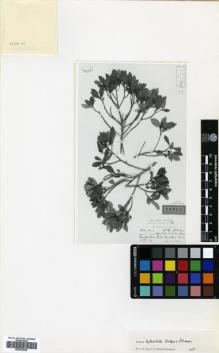 Type specimen at Edinburgh (E). Ekman, E.: H1877. Barcode: E00633049.