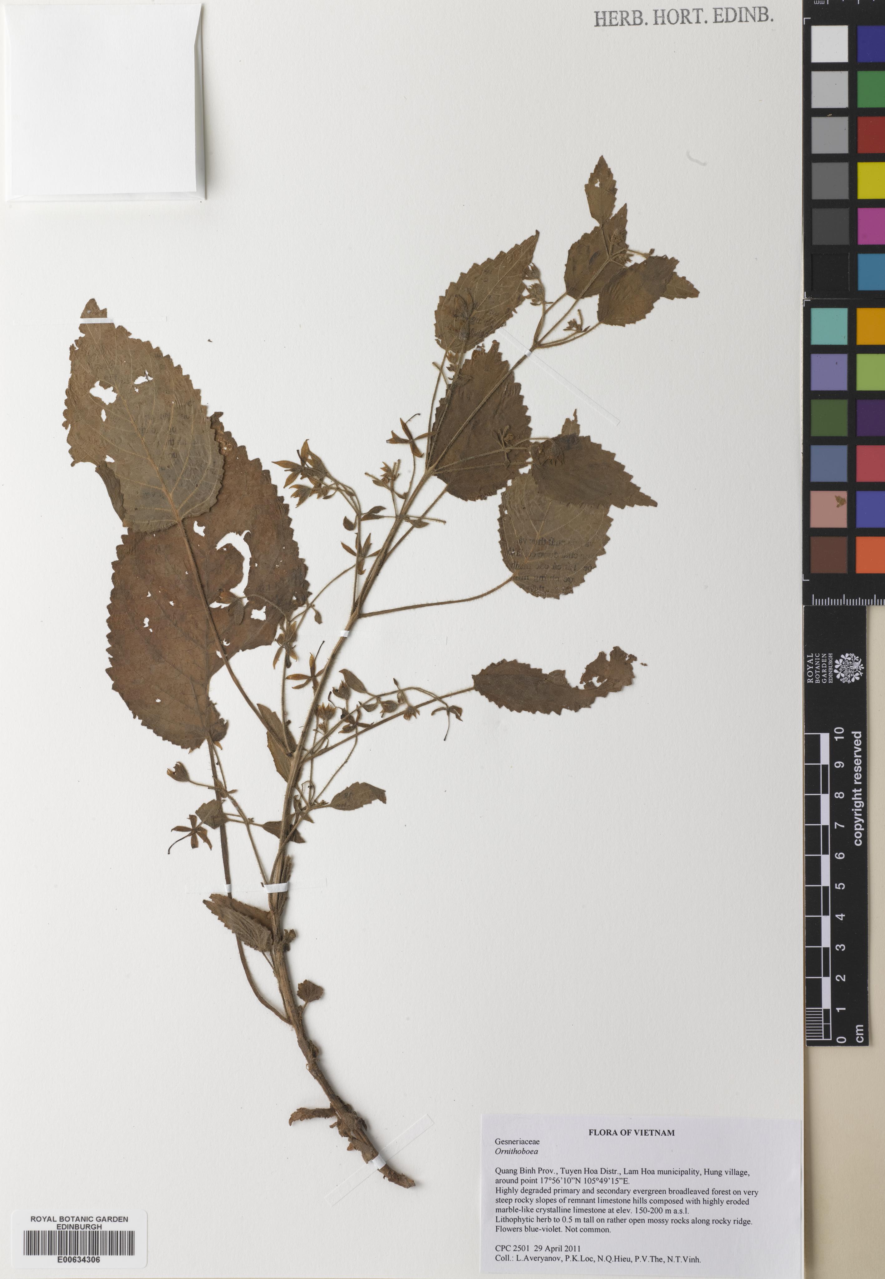 Ornithoboea calcicola (Ornithoboea calcicola)