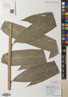 Type specimen at Edinburgh (E). Poulsen, Axel; Kinho, Julainus: 2808. Barcode: E00640816.