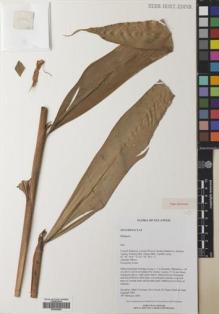 Type specimen at Edinburgh (E). Hendrian, S.A., Newman, Mark; Scott, Steve; Saleh, Nazre M; Supriadi, Dadi: 1002. Barcode: E00640820.