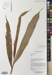 Type specimen at Edinburgh (E). Hendrian, S.A., Newman, Mark; Scott, Steve; Saleh, Nazre M; Supriadi, Dadi: 1002. Barcode: E00640821.