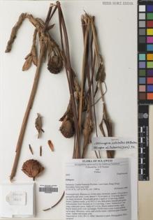 Type specimen at Edinburgh (E). Poulsen, Axel; Firdaus: 2642. Barcode: E00640828.