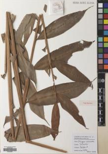 Type specimen at Edinburgh (E). Poulsen, Axel; Firdaus: 2642. Barcode: E00640829.