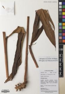 Type specimen at Edinburgh (E). : 09-67. Barcode: E00640831.