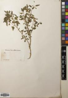 Type specimen at Edinburgh (E). Fendler, August: 683. Barcode: E00641572.