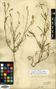 Type specimen at Edinburgh (E). Schimper, Georg: 1388. Barcode: E00641648.