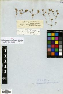 Type specimen at Edinburgh (E). Schimper, Georg: 940. Barcode: E00641654.