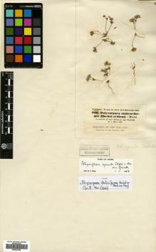 Type specimen at Edinburgh (E). Schimper, Georg: 940. Barcode: E00641655.