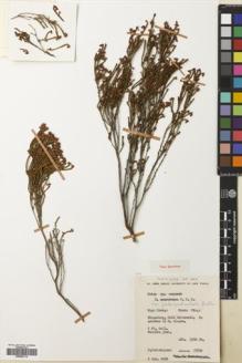 Type specimen at Edinburgh (E). Esterhuysen, Elsie: 27901. Barcode: E00642174.
