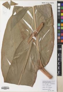 Type specimen at Edinburgh (E). Poulsen, Axel; Firdaus; Wahid, Nordin: 2669. Barcode: E00643281.