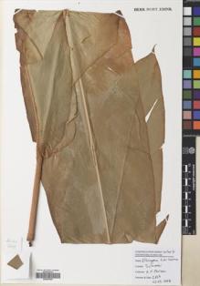 Type specimen at Edinburgh (E). Poulsen, Axel; Firdaus; Wahid, Nordin: 2669. Barcode: E00643282.
