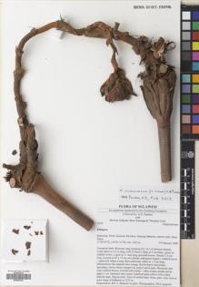 Type specimen at Edinburgh (E). Poulsen, Axel; Ardiyani, Marlina; Kananga, Buen; Lasut, Theogius: 2618. Barcode: E00643303.