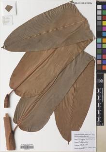 Type specimen at Edinburgh (E). Poulsen, Axel; Ardiyani, Marlina; Kananga, Buen; Lasut, Theogius: 2618. Barcode: E00643304.