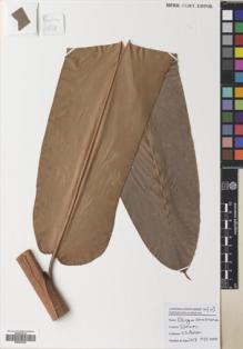 Type specimen at Edinburgh (E). Poulsen, Axel; Ardiyani, Marlina; Kananga, Buen; Lasut, Theogius: 2618. Barcode: E00643305.