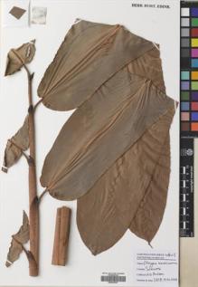 Type specimen at Edinburgh (E). Poulsen, Axel; Ardiyani, Marlina; Kananga, Buen; Lasut, Theogius: 2618. Barcode: E00643307.