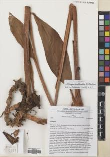 Type specimen at Edinburgh (E). Poulsen, Axel; Ardiyani, Marlina; Kananga, Buen: 2631. Barcode: E00643349.