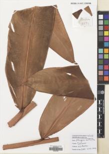 Type specimen at Edinburgh (E). Poulsen, Axel; Ardiyani, Marlina; Kananga, Buen: 2631. Barcode: E00643350.