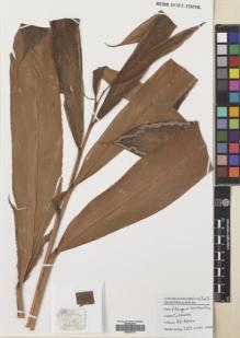 Type specimen at Edinburgh (E). Poulsen, Axel; Ardiyani, Marlina; Kananga, Buen: 2631. Barcode: E00643351.