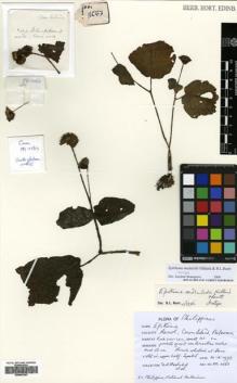 Type specimen at Edinburgh (E). Madulid, Domingo: PPI 11563. Barcode: E00643363.