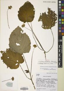 Type specimen at Edinburgh (E). Burtt, Brian: 8336. Barcode: E00643364.