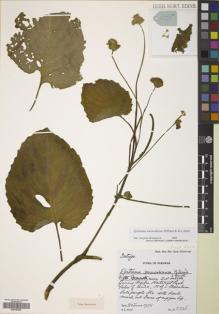Type specimen at Edinburgh (E). Burtt, Brian: 8336. Barcode: E00643365.