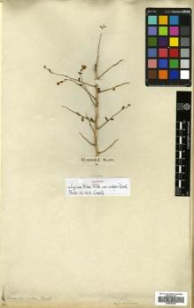 Type specimen at Edinburgh (E). Sieber, Franz(e): 261 (FL. MAURIT. II). Barcode: E00643366.