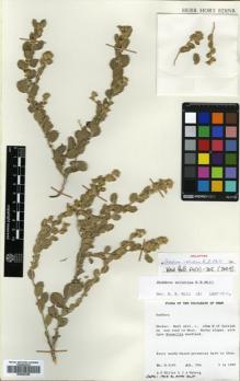 Type specimen at Edinburgh (E). Miller, Anthony ; Nyberg, Jane: 9103. Barcode: E00643369.