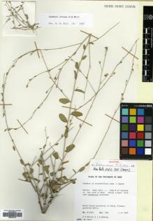 Type specimen at Edinburgh (E). Miller, Anthony ; Nyberg, Jane: 9095. Barcode: E00643370.