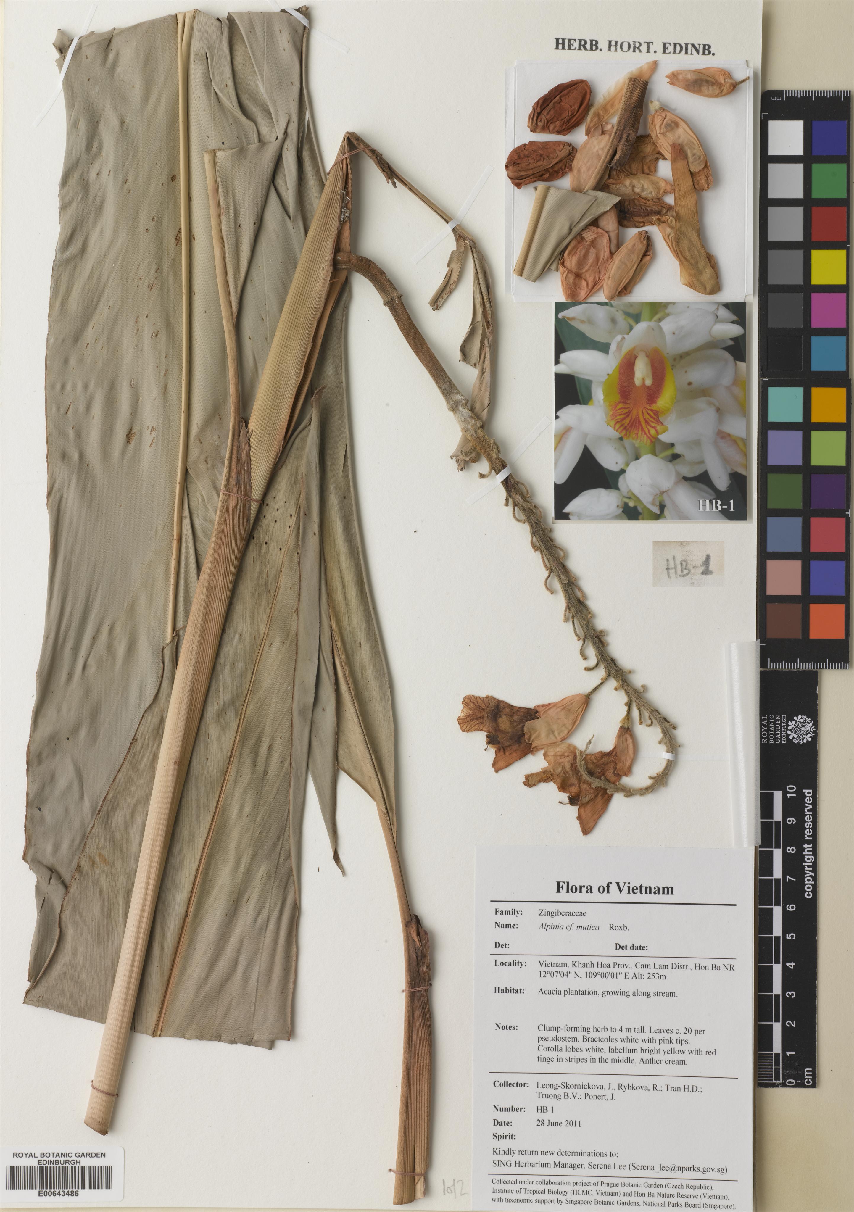 Alpinia mutica — ảnh 2