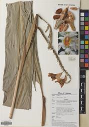 Alpinia mutica — ảnh 3